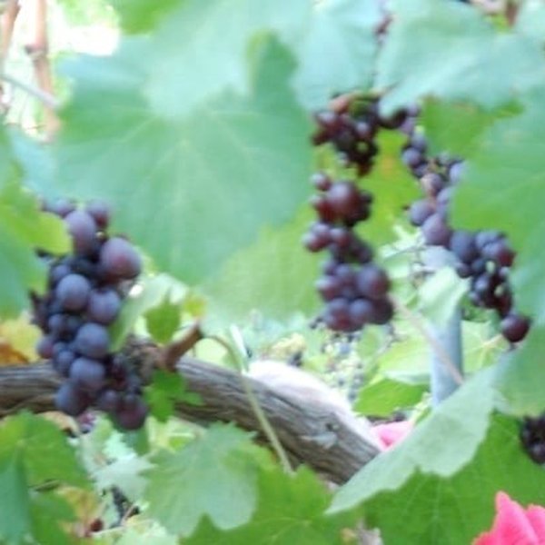 Pranzo Chanioti