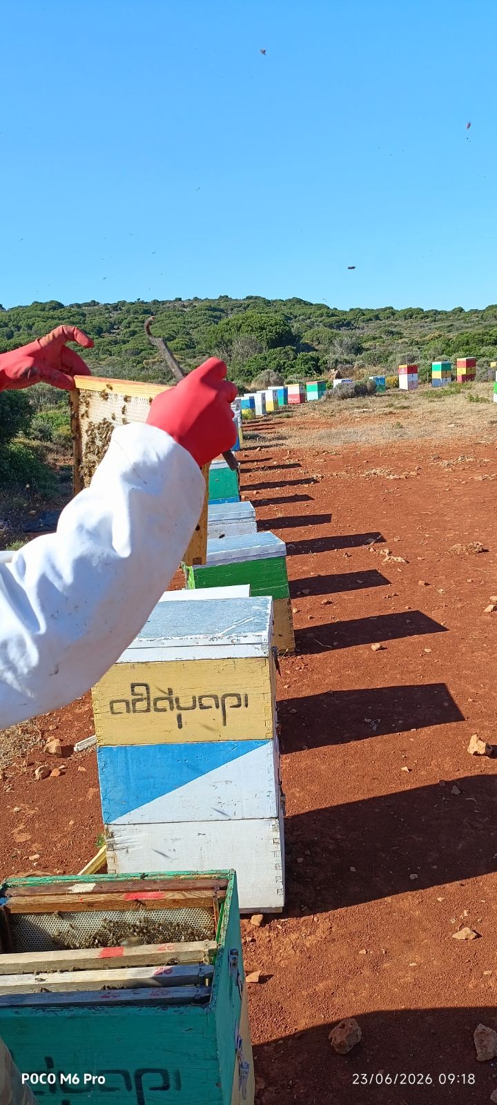 Γιάννης Πρωτοψάλτης